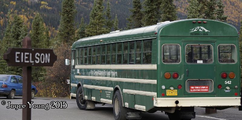 We tried to board the wrong bus. They all look the same from the back though!