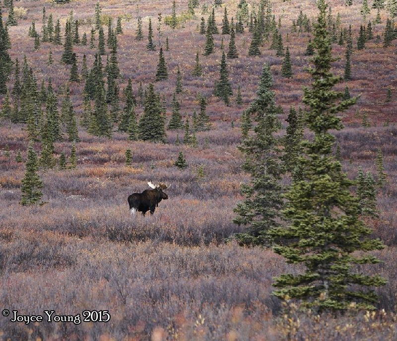 First animal sighting, a bull moose.