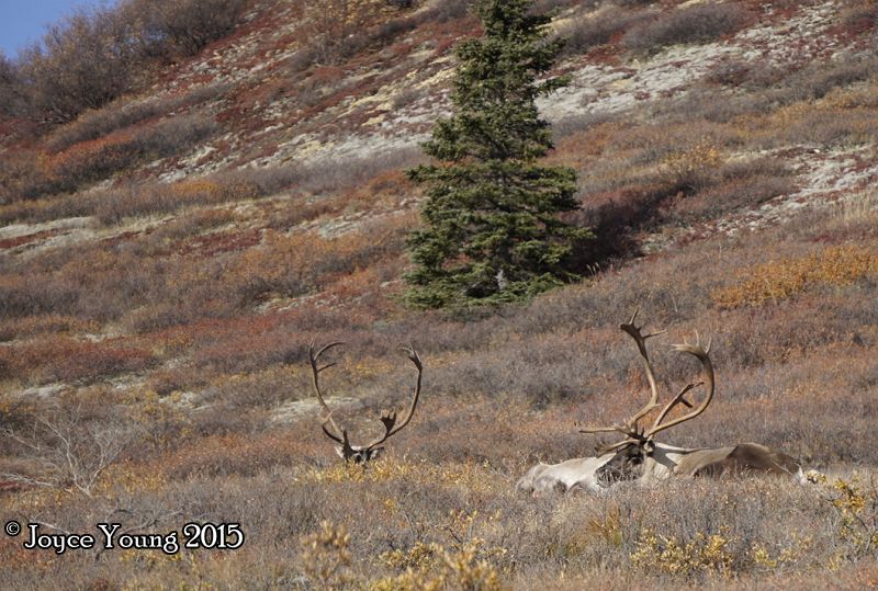 Three male caribou, resting just out of sight.
