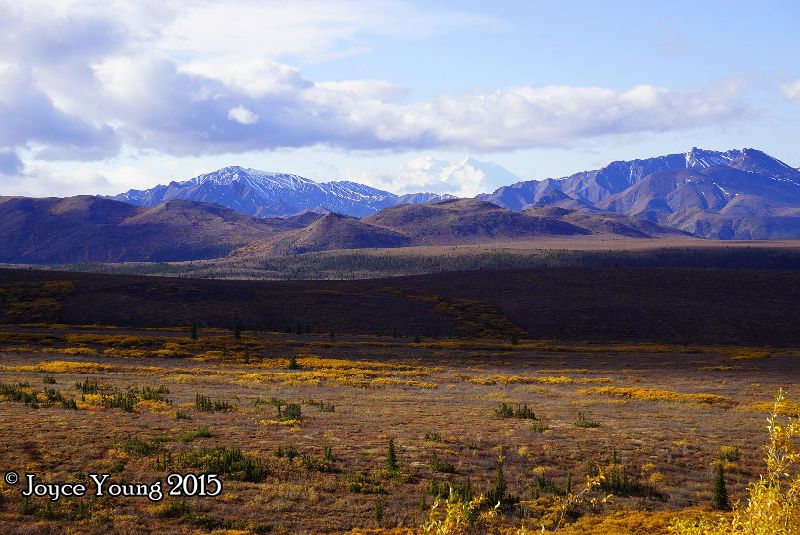 Denali, again. I should probably pick the best one, but I can't decide!