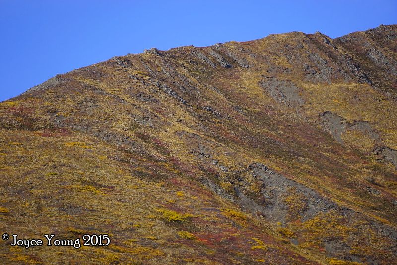 Pretty sure there is sheep up there, but my zoom maxed out so I can't be sure.