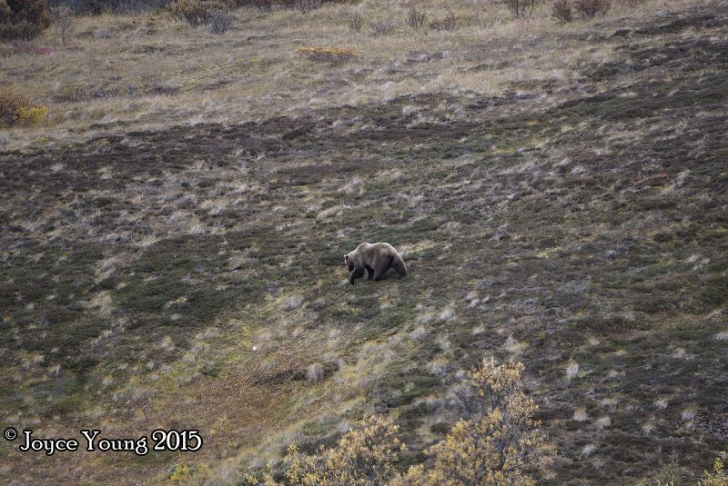 First bear, kind of far off but I noticed him!