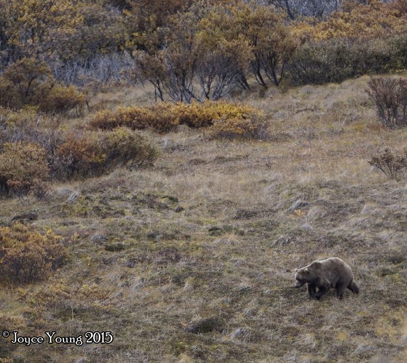 That first bear ran around.