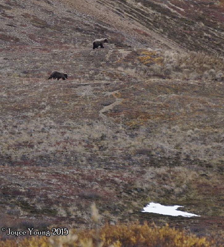 They were even further away than the first bear, so fine details gets lost here. I NEED a longer lens!