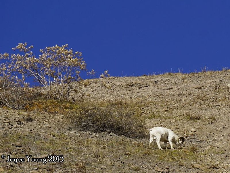 A boy sheep.....